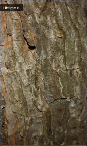 Orientation in the forest by tree bark