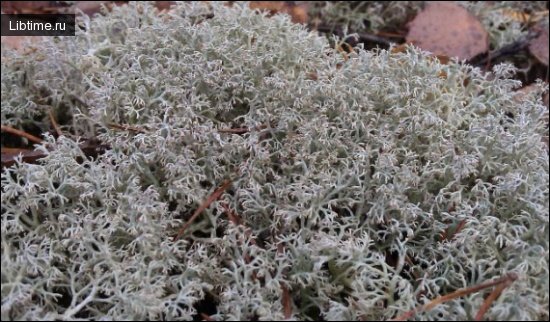 Orienteering through moss and anthills