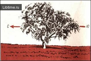 The crown of a freestanding tree