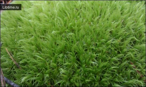 Moss