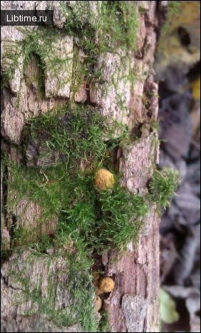 Moss orienteering