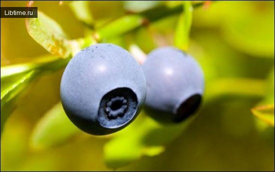 Blueberries can help you navigate the terrain