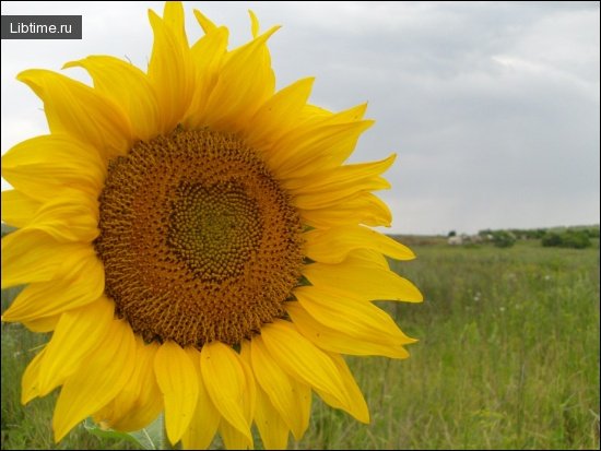 Sunflower