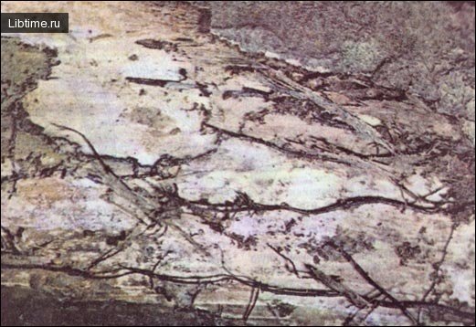 Rhizomorphs of the opencus mushroom