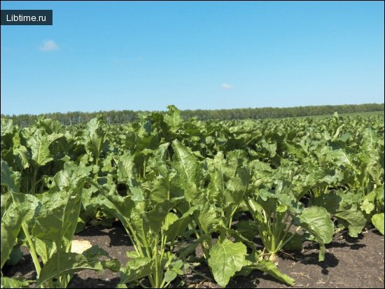 Sugar beet