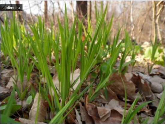 Grass is a sign for orienteering