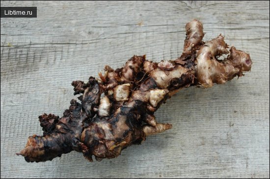 Golden root