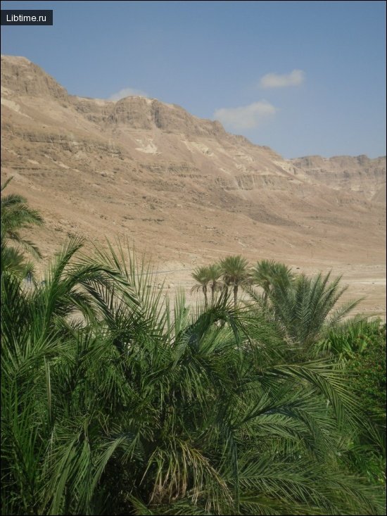 An oasis in the desert