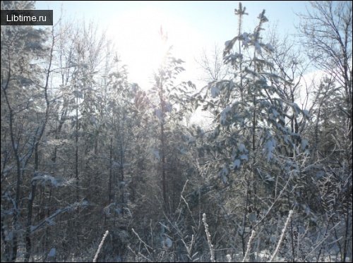 Orienteering in winter