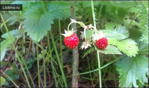 Strawberries in a residential garden plot