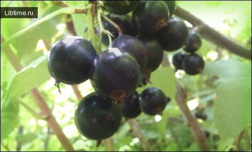 Black currant - berry
