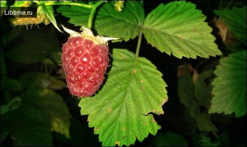 Raspberry - plant berries