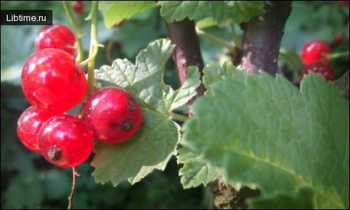 Red currant fruit