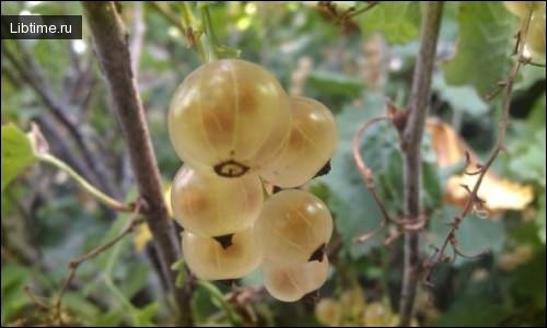 White currant berries