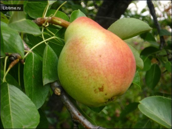 Forest Beauty pear