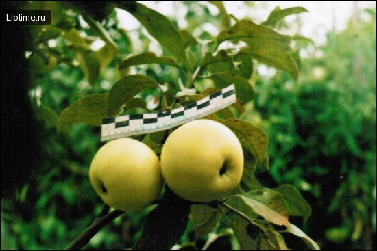 Lithuanian Pepin