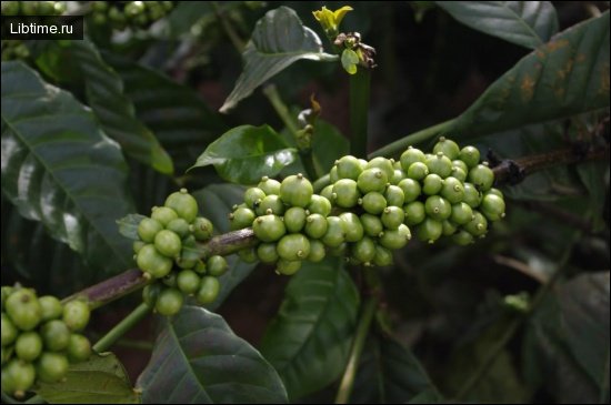 Coffee growing