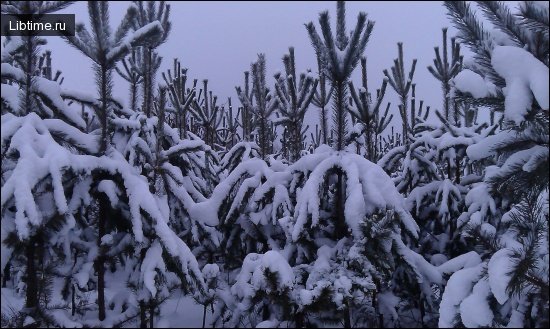 Snowfall