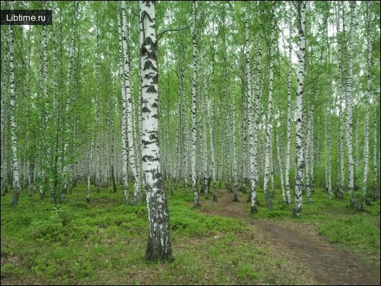 Значение леса в жизни человека