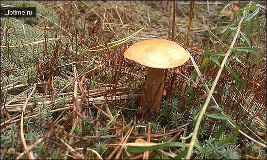 Beautiful mushroom