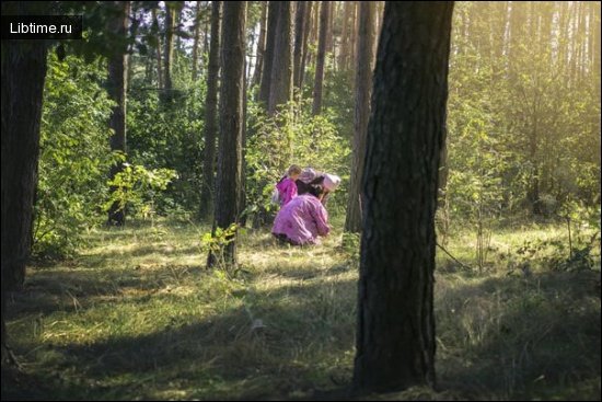 Грибники в лесу