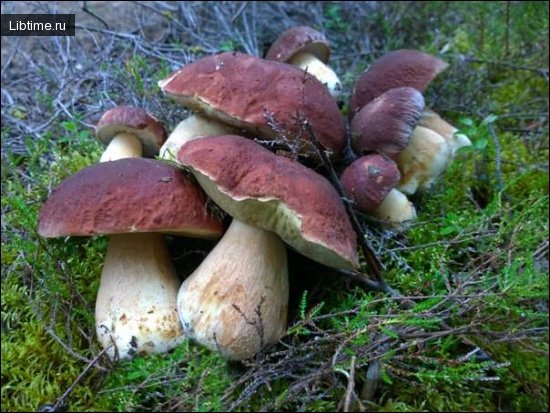 Грибы – ценный продукт питания