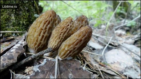 Сморчки и строчки