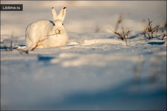 Photo of the mountain hare