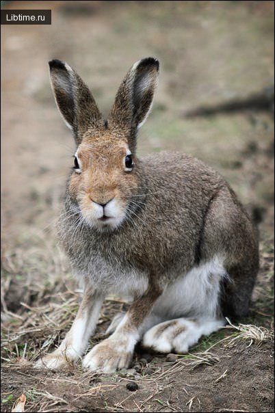 European hare - Photo