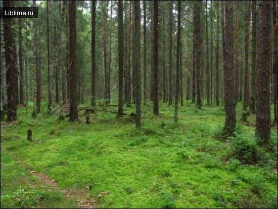Чем полезен лес