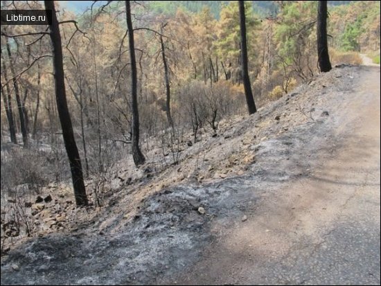 Black trail