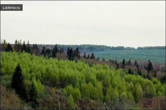 Подрост леса