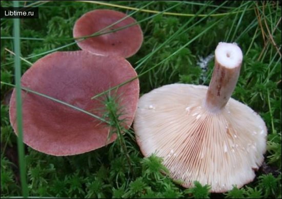 Summer mushrooms - Woolly milkcaps