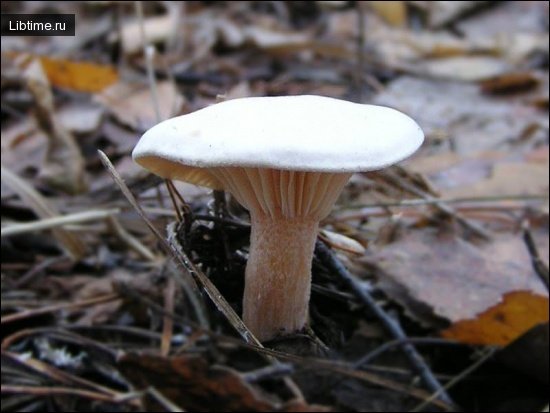 Clustered domecap mushroom