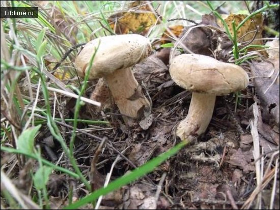 Brown roll-rim mushrooms