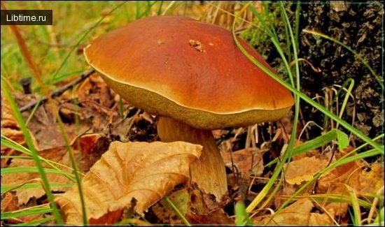 Hare's mushroom