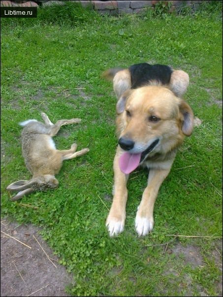 Hound with its catch