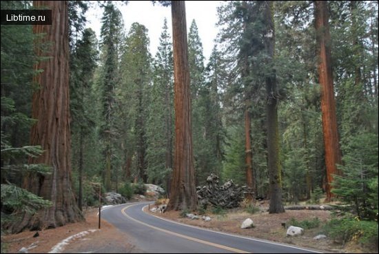 Dominant trees