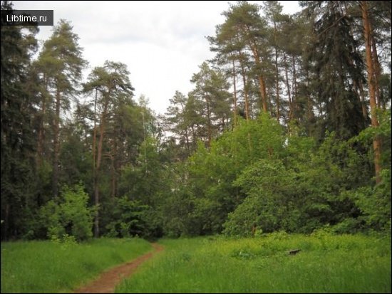 Крона деревьев в лесу