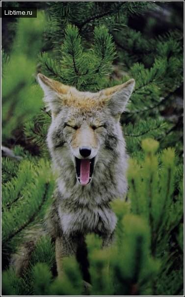 Photo: fox