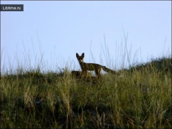 Fox in the grass