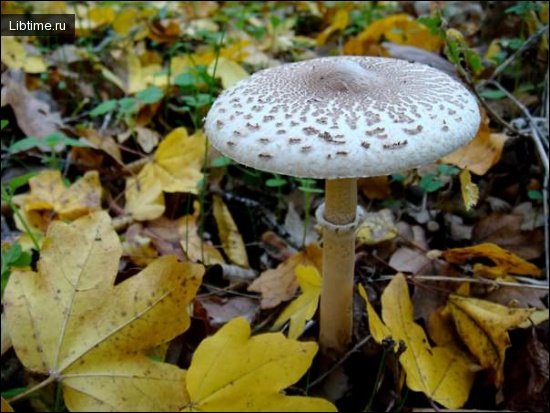 Parasol mushroom: photo