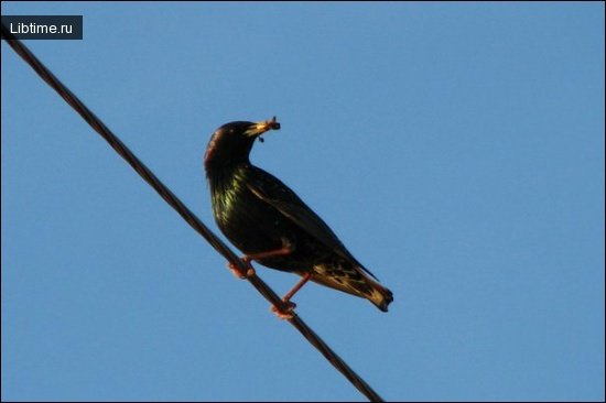 A starling caught a worm