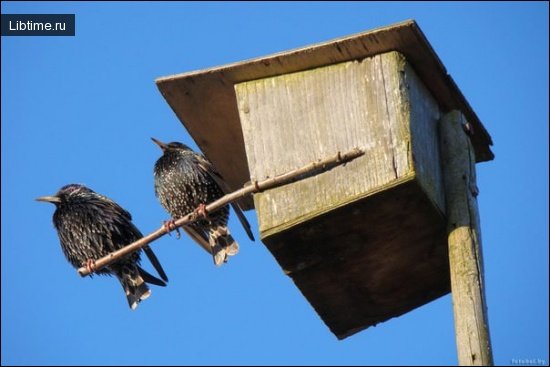 Starlings near the birdhouse