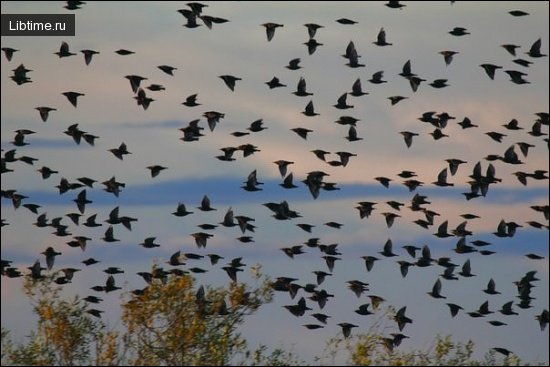 A flock of starlings