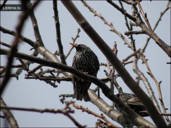 Winter starling