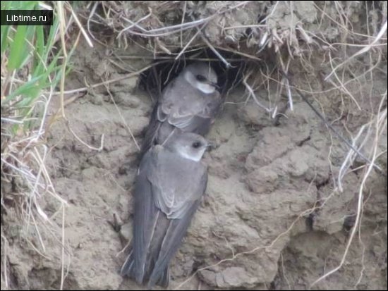 Sand martins