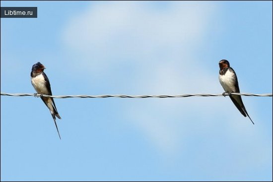 Barn swallows