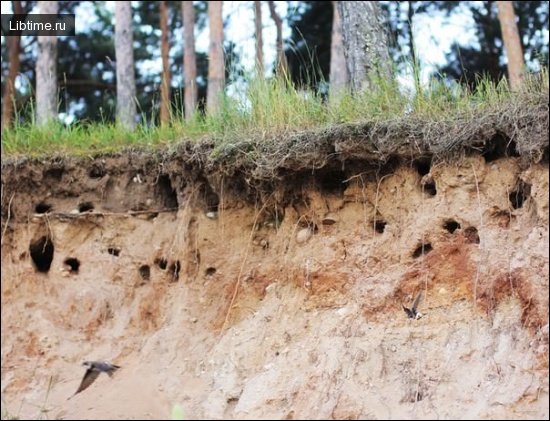 Sand martin nests