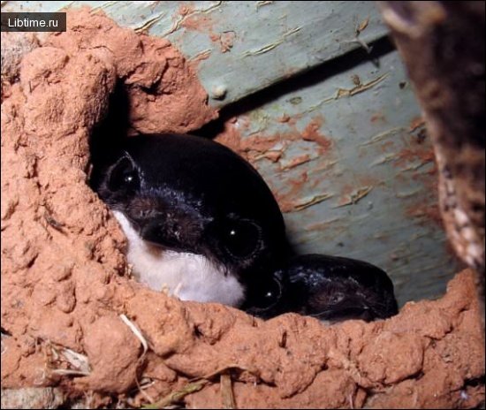 House martin nest